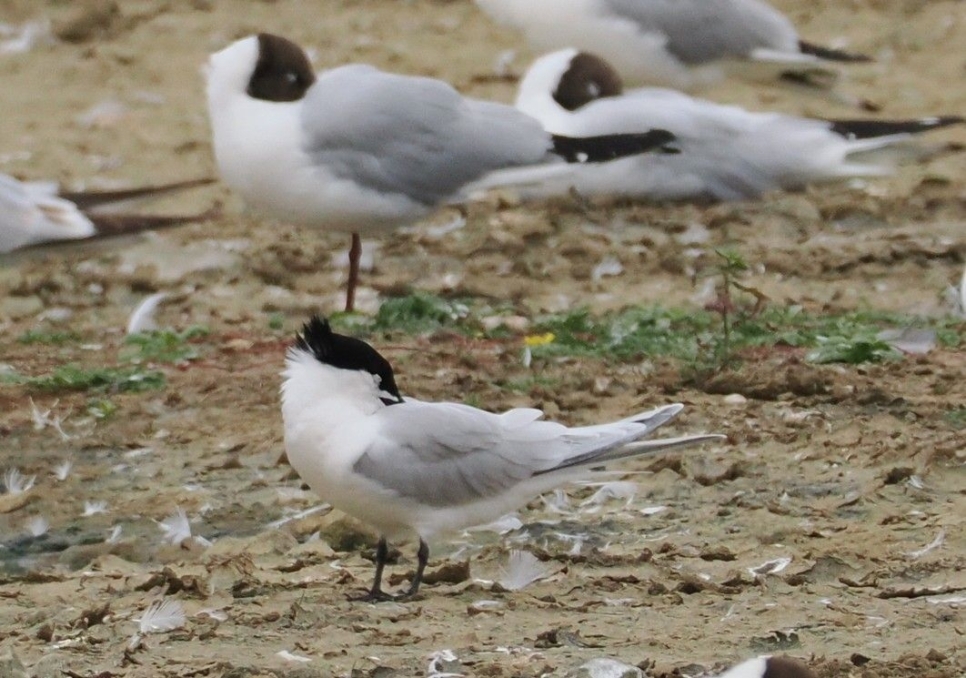 A sandwich tern preening on a muddy bank at WWT Llanelli Wetland Centre, with two black-headed gulls resting in the background, highlighting coastal bird species and birdwatching appeal at the nature reserve. Photo credit: Paul Lewis